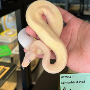 Lemonblast Pied Female